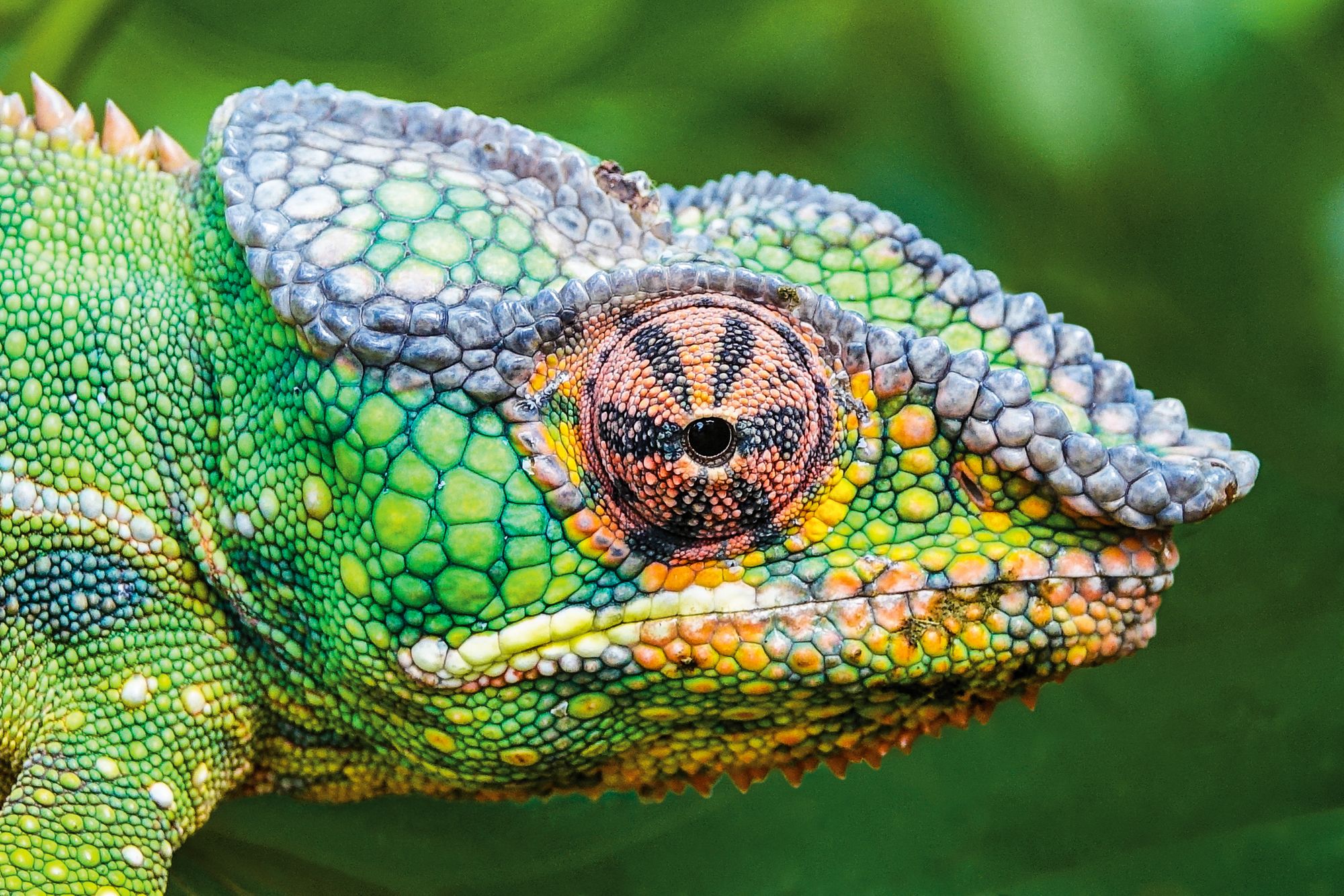 Expedition Madagaskar: Eines der schönsten Geschenke der Evolution