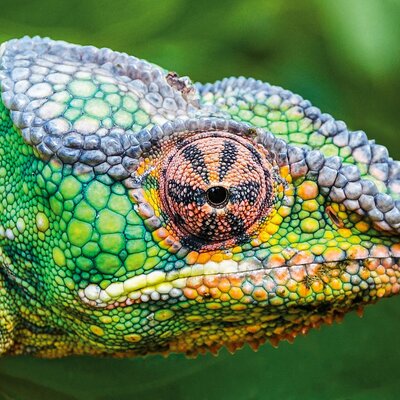 Expedition Madagaskar: Eines der schönsten Geschenke der Evolution
