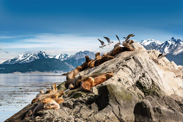 Sea lions and Albatros on isla in beagle channel near Ushuaia ( Sea lions and Albatros on isla in beagle channel near Ushuaia (Argentina)