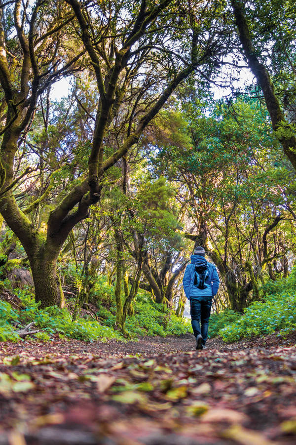 912314844 Man hiking through mystic forest, El Hierro, Canary Islands, Spain