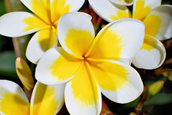 City Guide Bali, Denpasar Plumeria flower