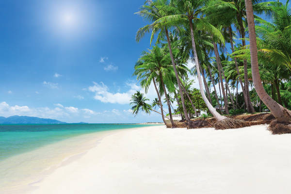 tropical beach with coconut palm