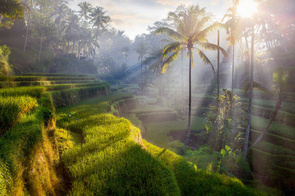 terrace rice fields, Bali, Indonesia