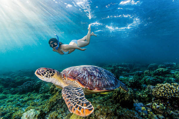 650165753 Young woman swimming with rare green sea turtle (Chelonia Mydas), Moalboal, Cebu, Philippines