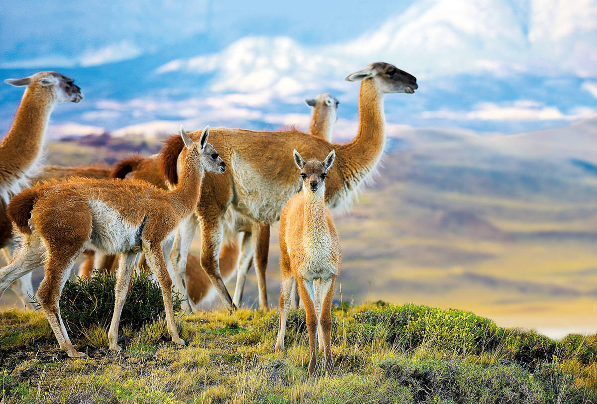 Herd of Guanacos in Torres del Paine National Park, Chile