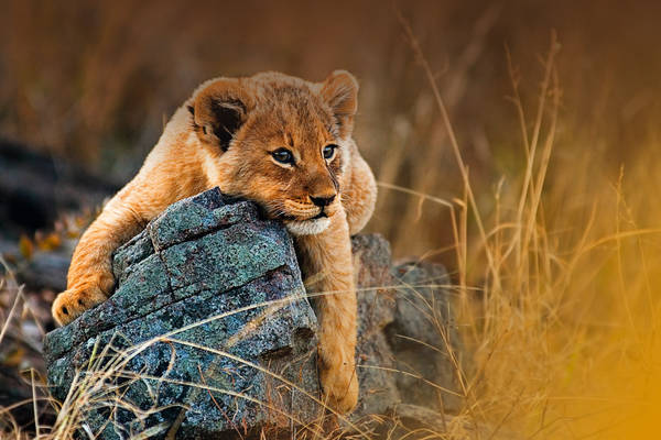 A lion cub, Panthera leo, lies on a boulder, draping its fron legs over the rock, looking away, yellow golden coat Londolozi Game Reserve,South Africa,A lion cub, Panthera leo, lies on a boulder, draping its fron legs over the rock, looking away, yellow golden coat