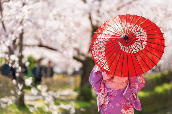 1141987957 Young girls, dressed in Kimono with red umbrella standing with cherry blossom background.