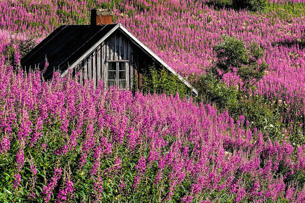 691524420 Red Blooming meadow with wooden shed at Sognefjord in Norway