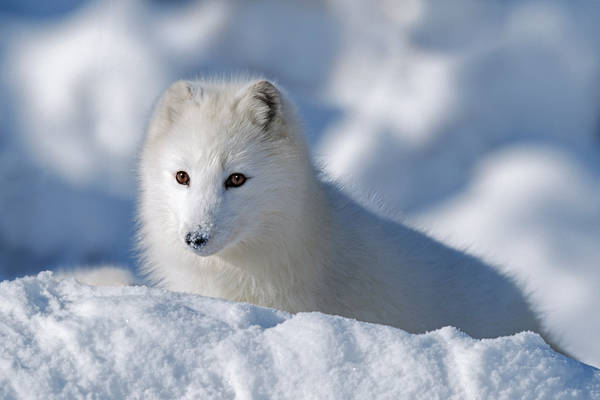 1865114 Arctic Fox Exploring Fresh Snow