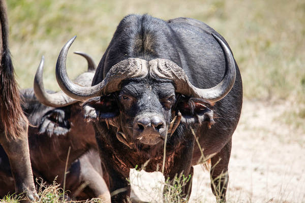 Büffel Afrika