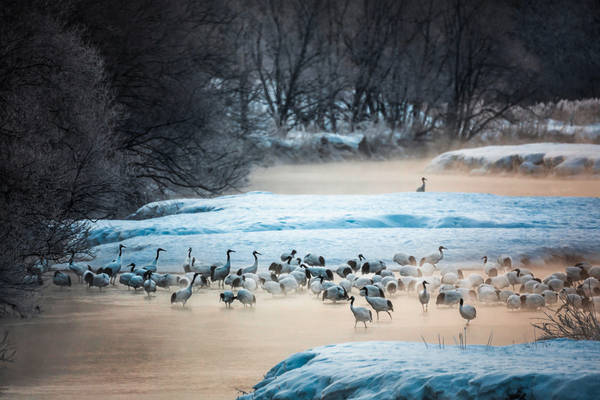 EFRDR2 Red-crowned Crane at Tsurui, Hokkaido, Japan. Image shot 02/2013. Exact date unknown.