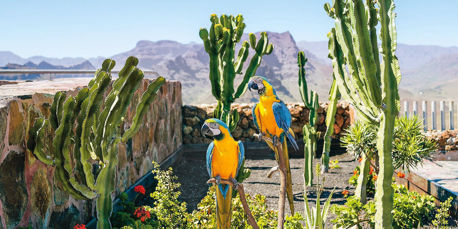 Spain, Canary Islands, Gran Canaria, Couple of parrots, blue-and-yellow aras