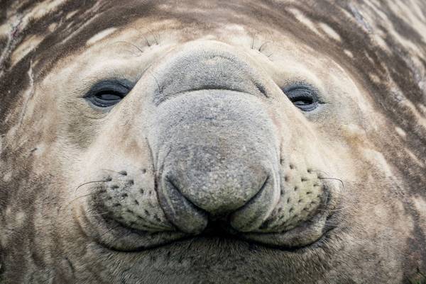 Seeelefanten-Bulle in Grytviken