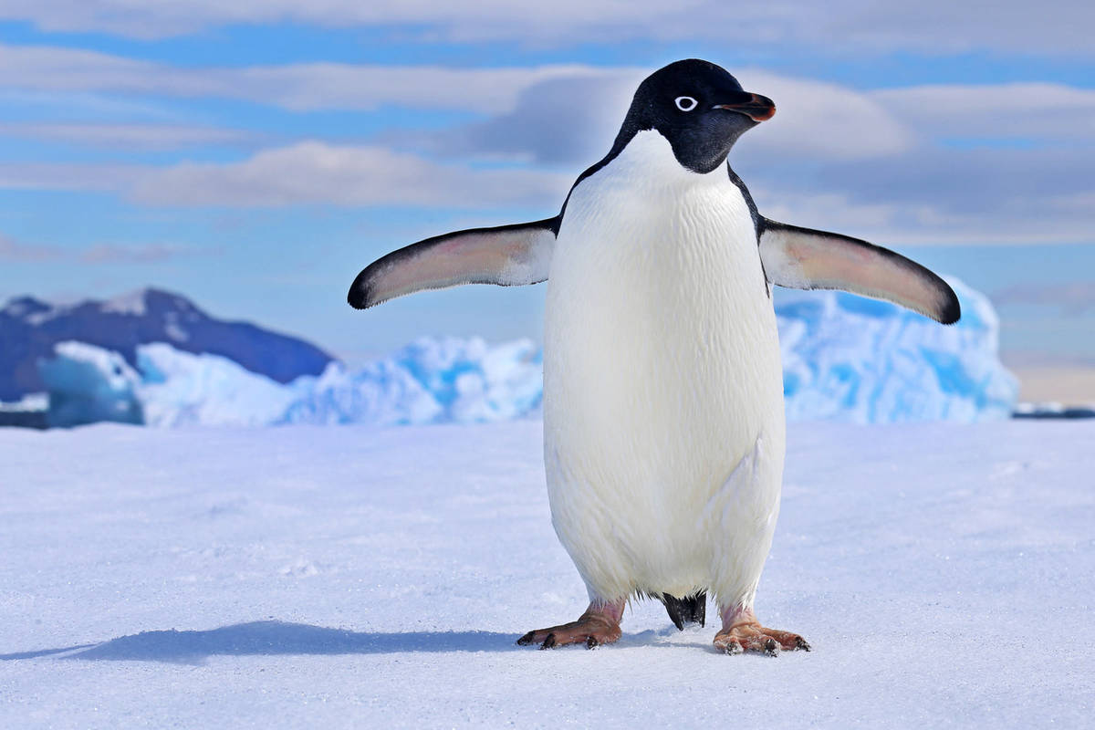 Das „Who is Who“ der Antarktis: Pinguine - Hapag-Lloyd Cruises Blog