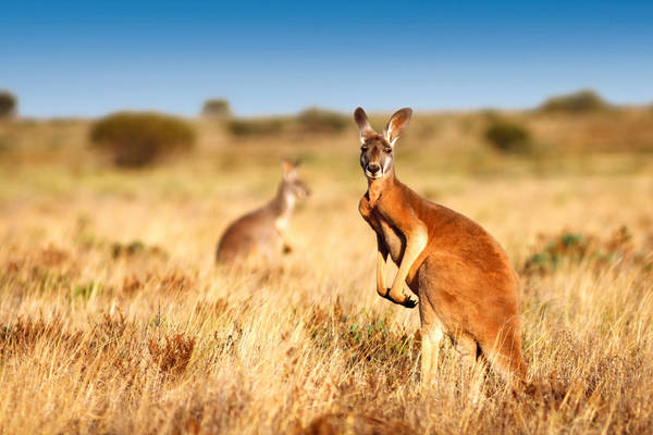 Red Kangaroo, Flinders Ranges NP, SA