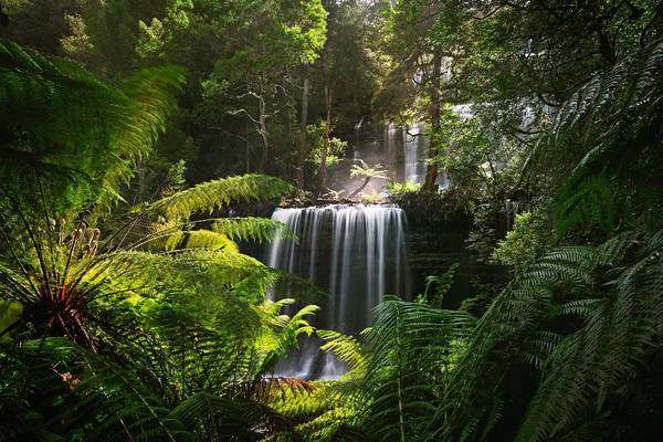 1265186608 Russell Falls, Mt Field National Park, Tasmania.