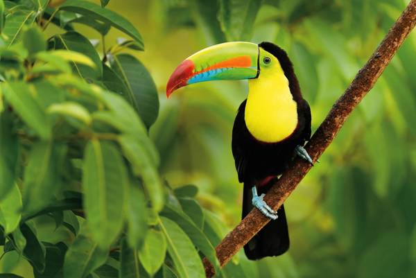 Keel-billed Toucan, Ramphastos sulfuratus, bird with big bill. Toucan sitting on the branch in the forest, Boca Tapada, green vegetation, Costa Rica. Nature travel in central America.