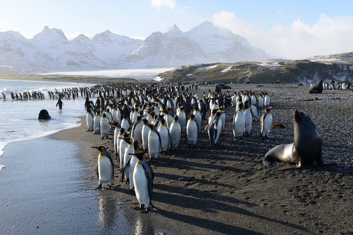 Das „Who is Who“ der Antarktis: Pinguine - Hapag-Lloyd Cruises Blog