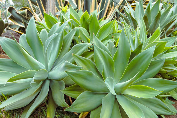 Plant Displays at Mascarin National Botanical Conservatory Plant Displays at Mascarin National Botanical Conservatory