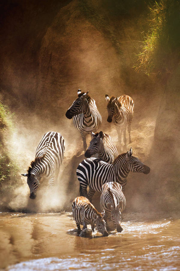 867816092 Zebra Migration Crossing the Mara River