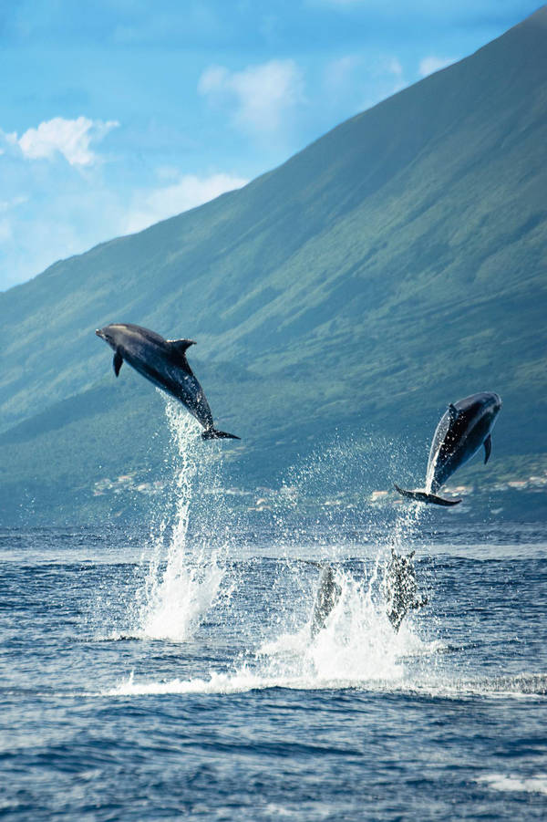 157381933 Dolphins jumping in the Wilderness