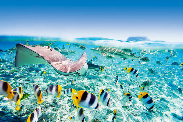 153888618 A stingray and schools of fish in BoraBora