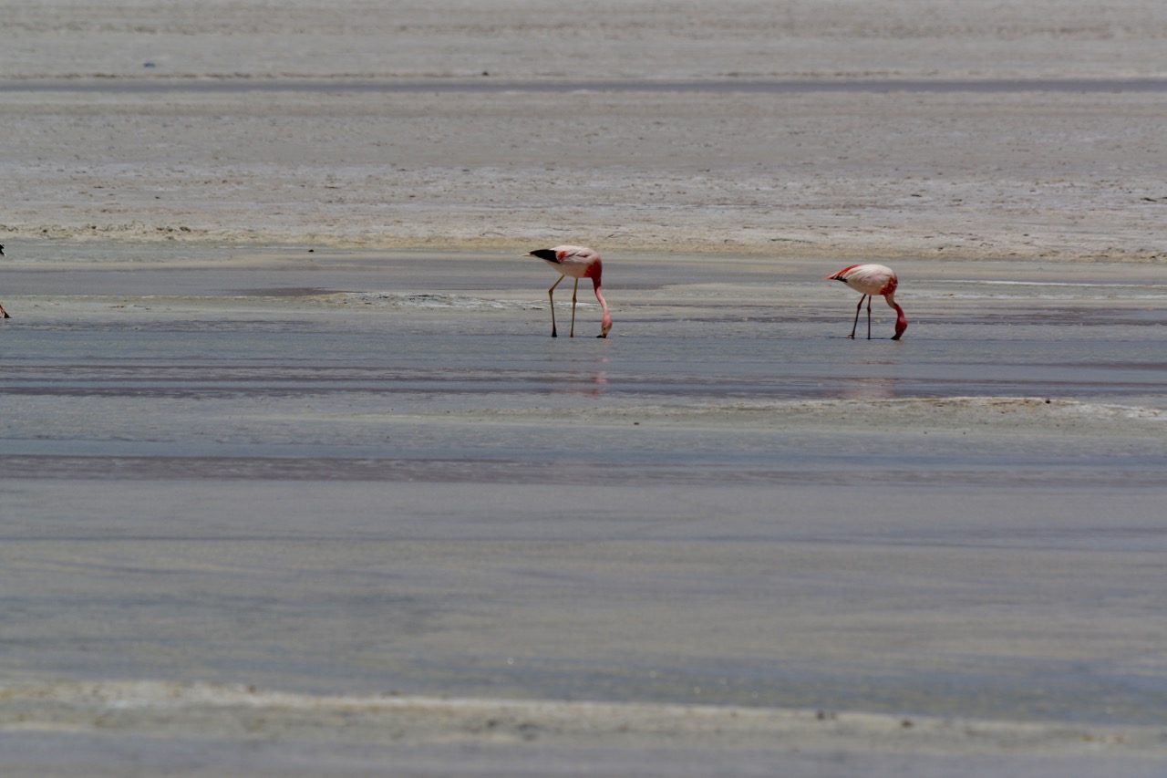 Flamingos Agua Calientes Foto Dr. Henco