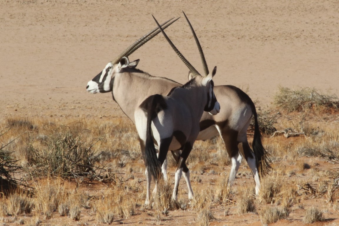 Oryx II