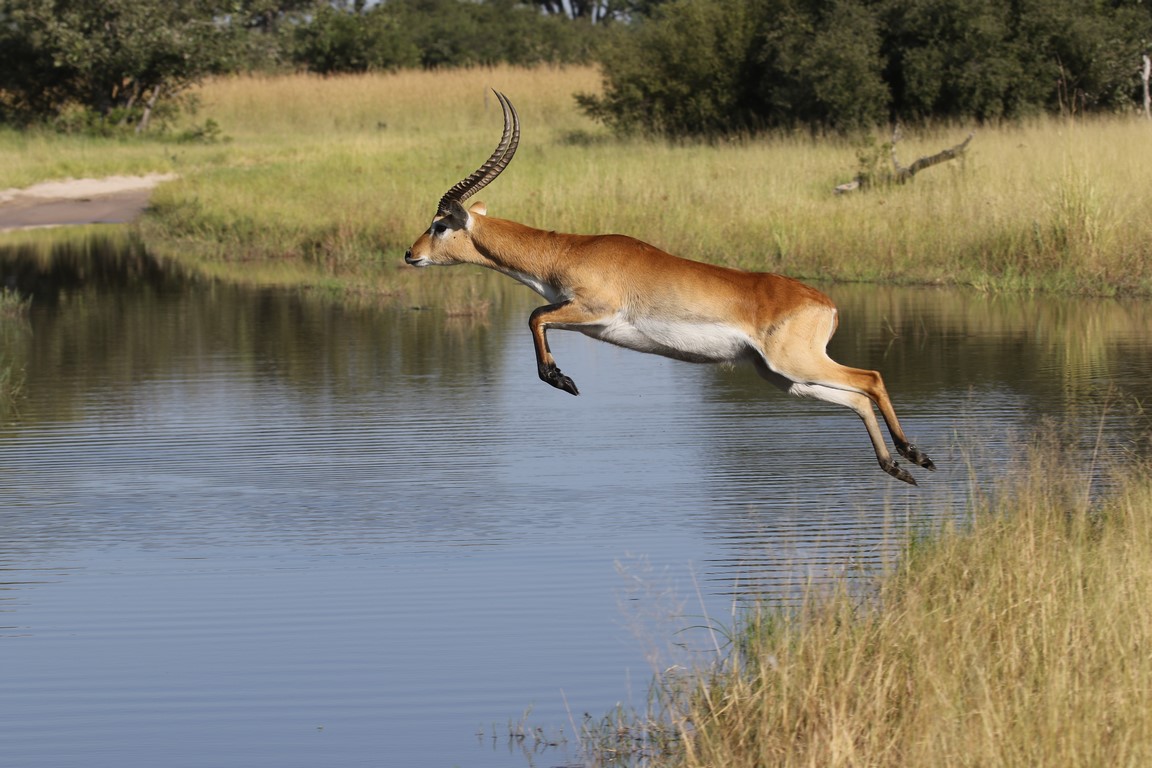Lechwe-Antilope