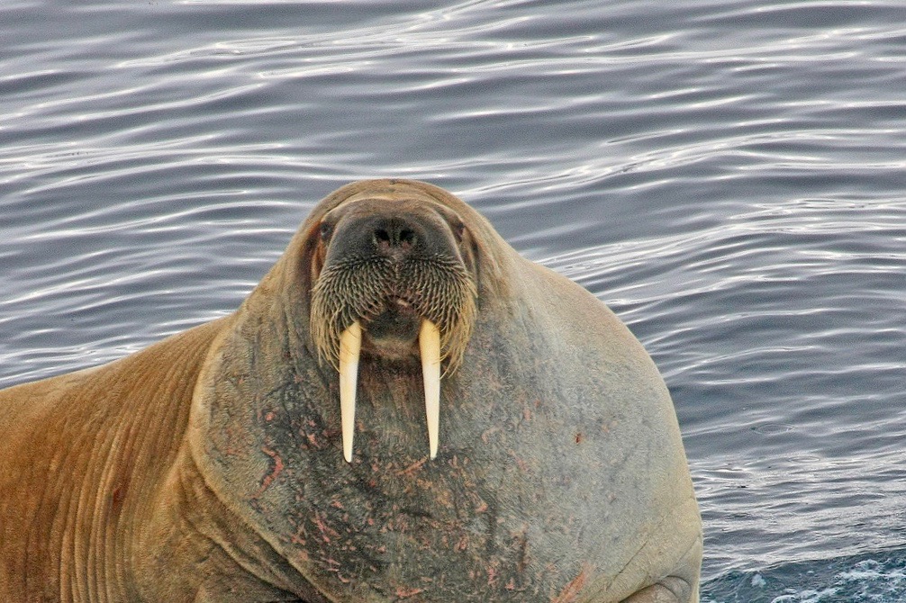 Greenland_walrus