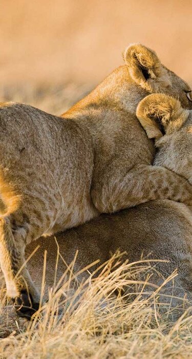 Afrika