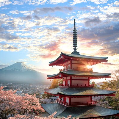 Japans Pracht in voller Blüte