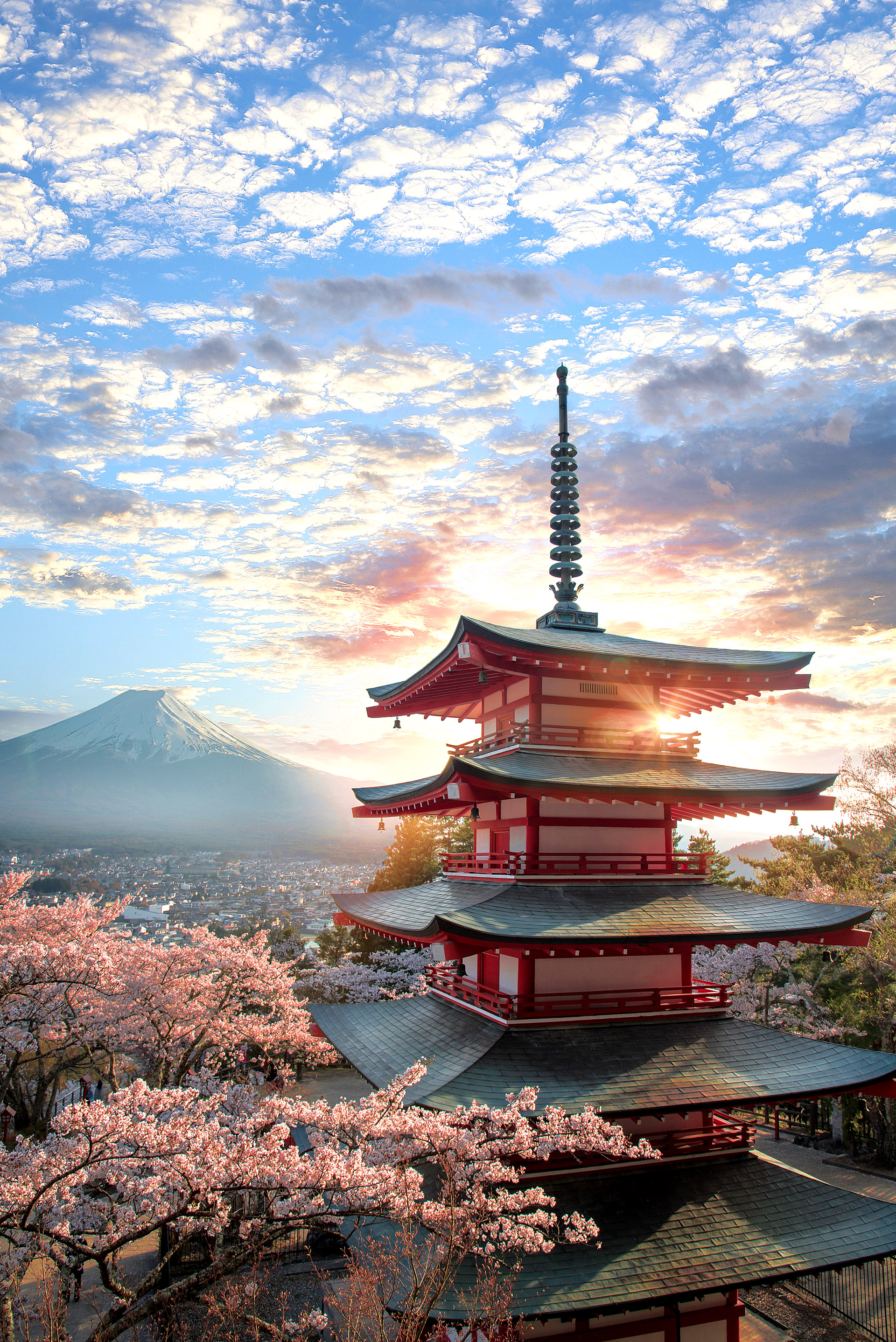 Japans Pracht in voller Blüte