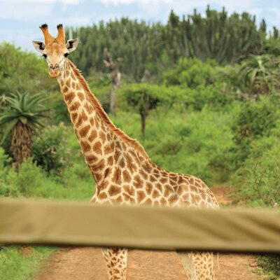 Abenteuer Südafrika