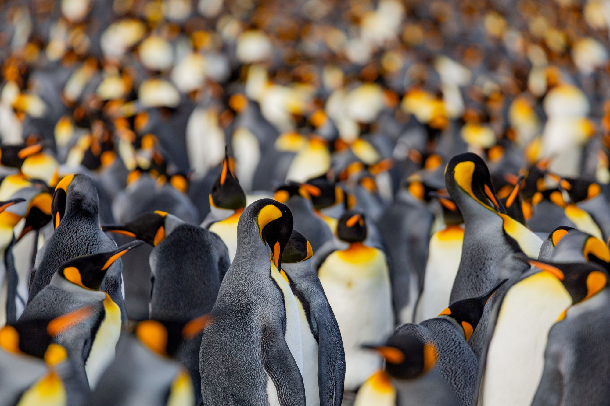 Expedition Antarktis: Südgeorgien und Antarktische Halbinsel