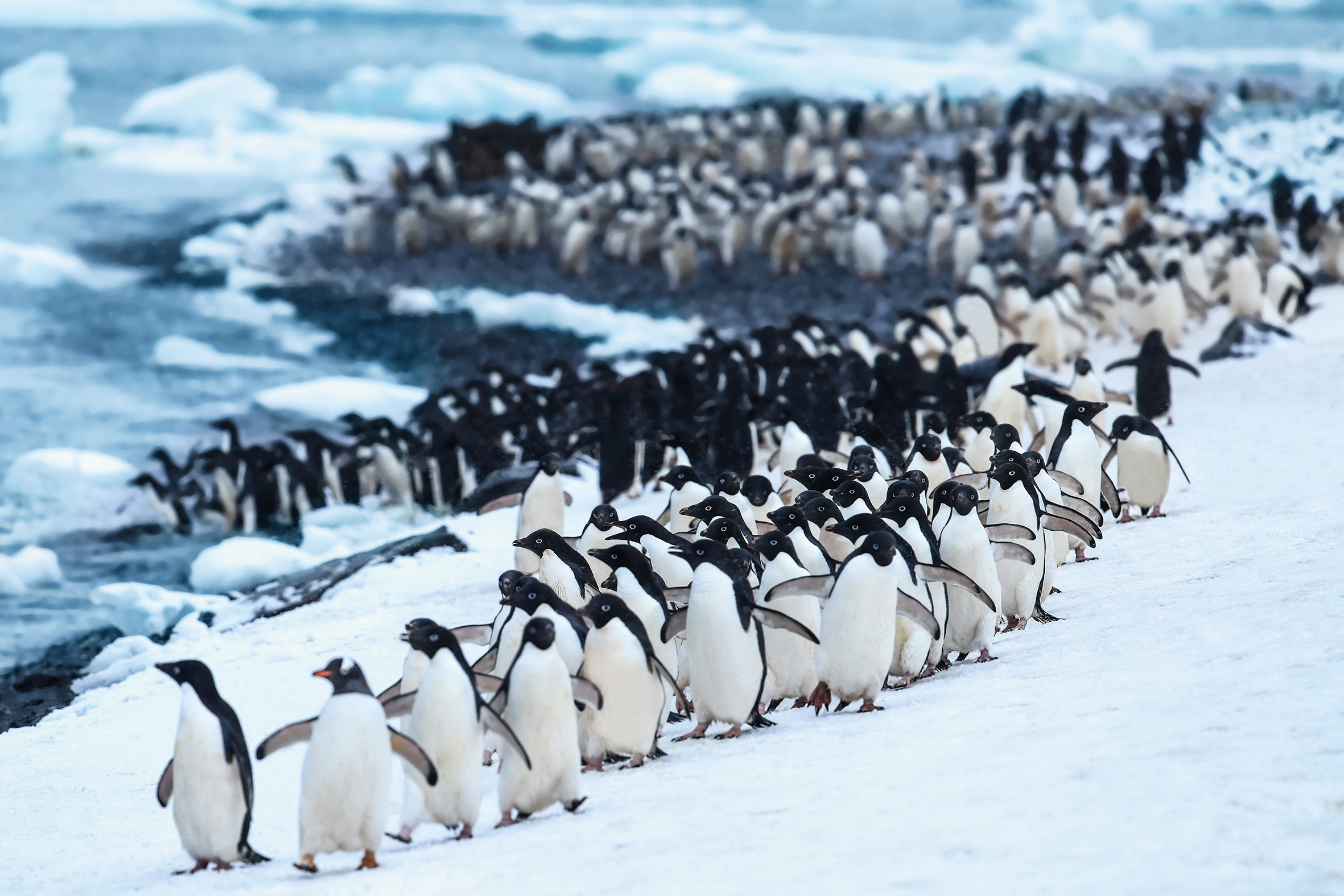 Expedition Antarktis: Weddellmeer intensiv (Weihnachtsreise)