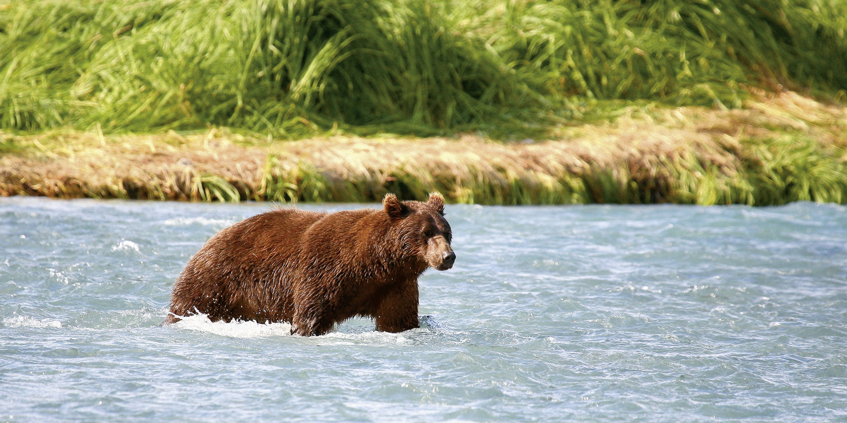 Alaska (Inside Passage Kurs Nord) – Lockruf der Wildnis