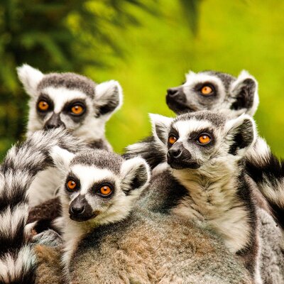 Expedition Madagaskar: Eines der schönsten Geschenke der Evolution