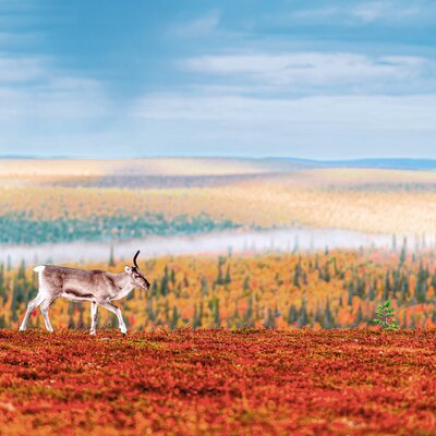 Expedition Indian Summer in Lappland: Die Farbsymphonie Skandinaviens