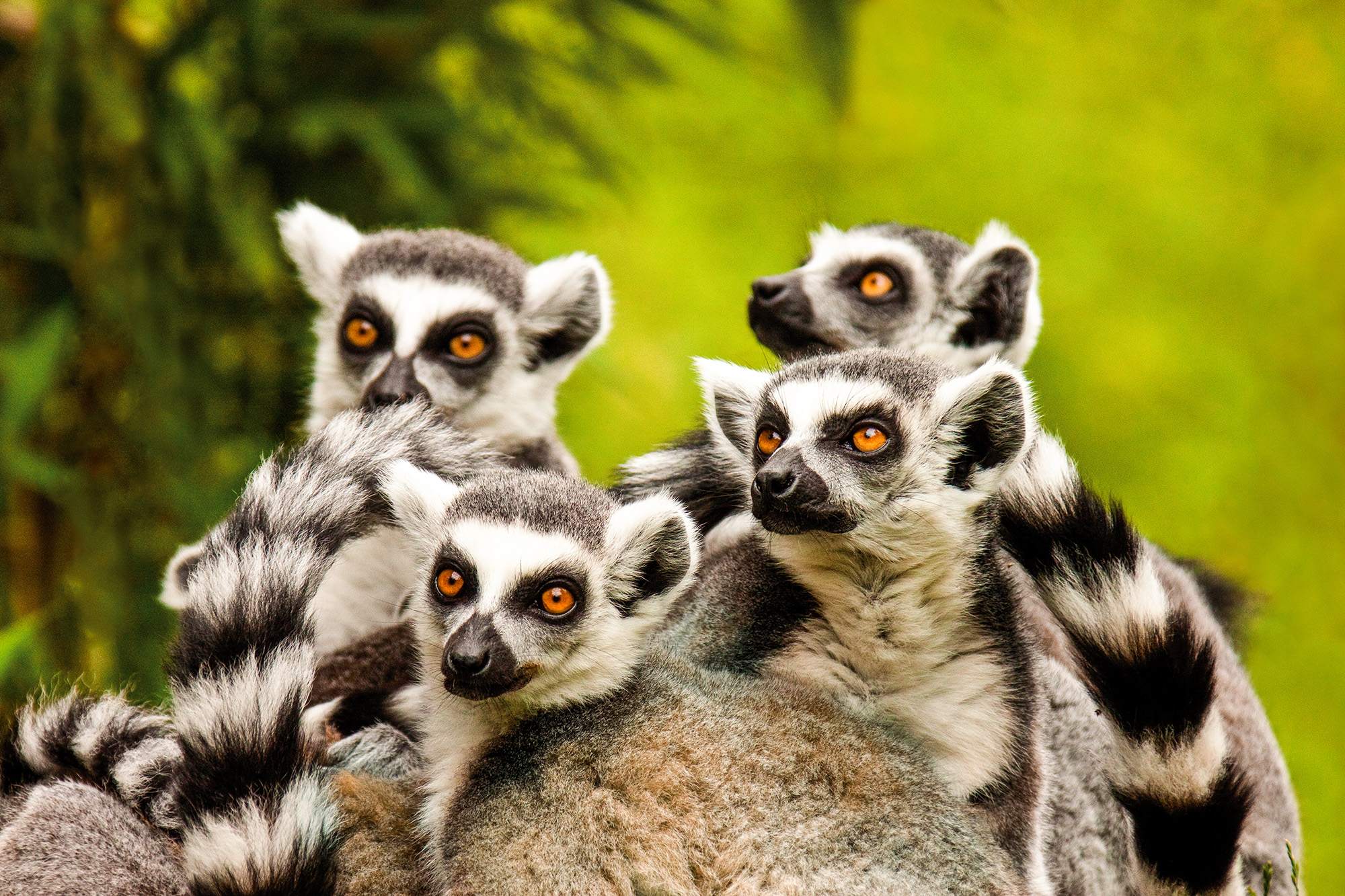 Expedition Madagaskar: Eines der schönsten Geschenke der Evolution