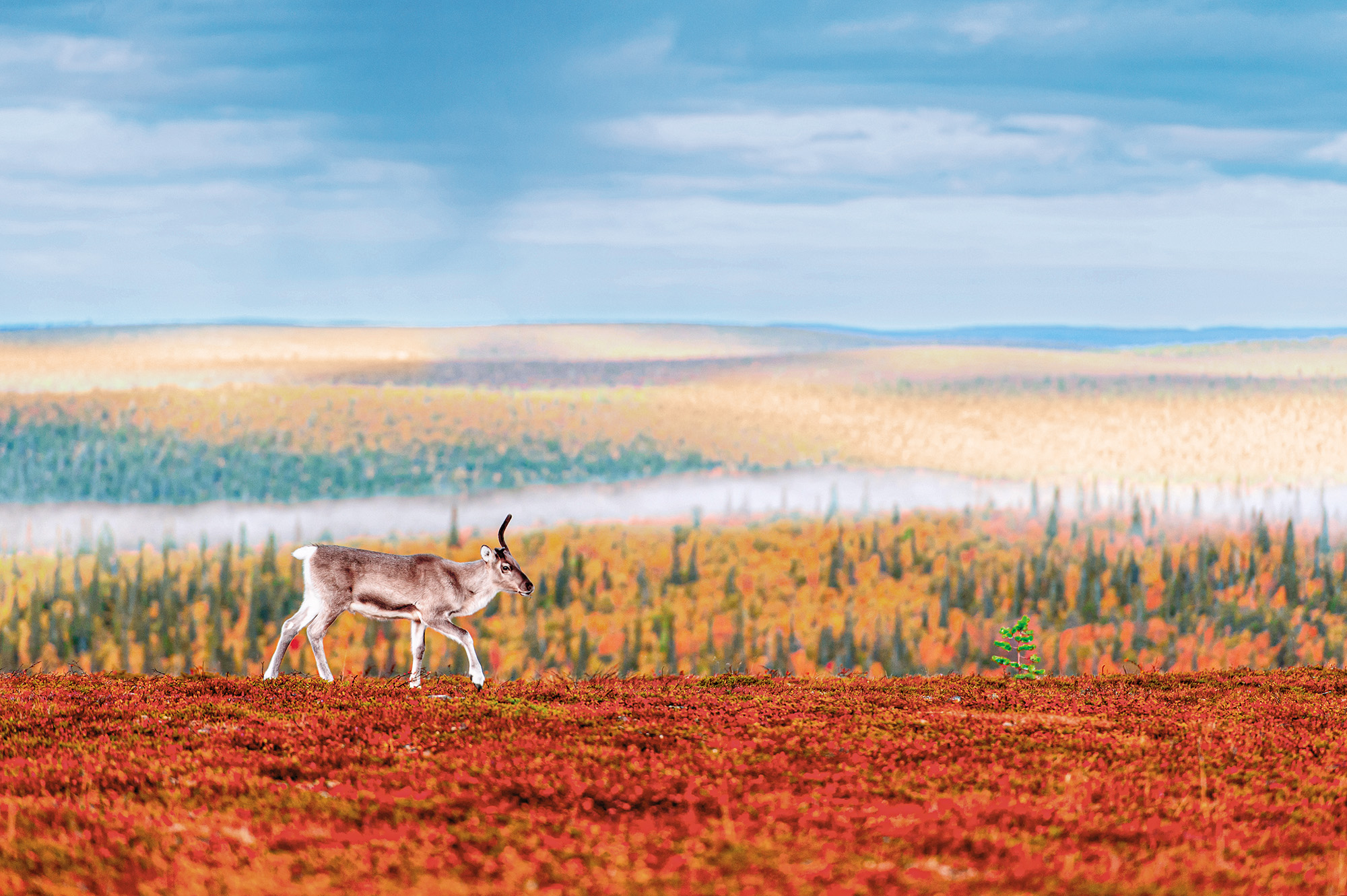 Expedition Indian Summer in Lappland: Die Farbsymphonie Skandinaviens