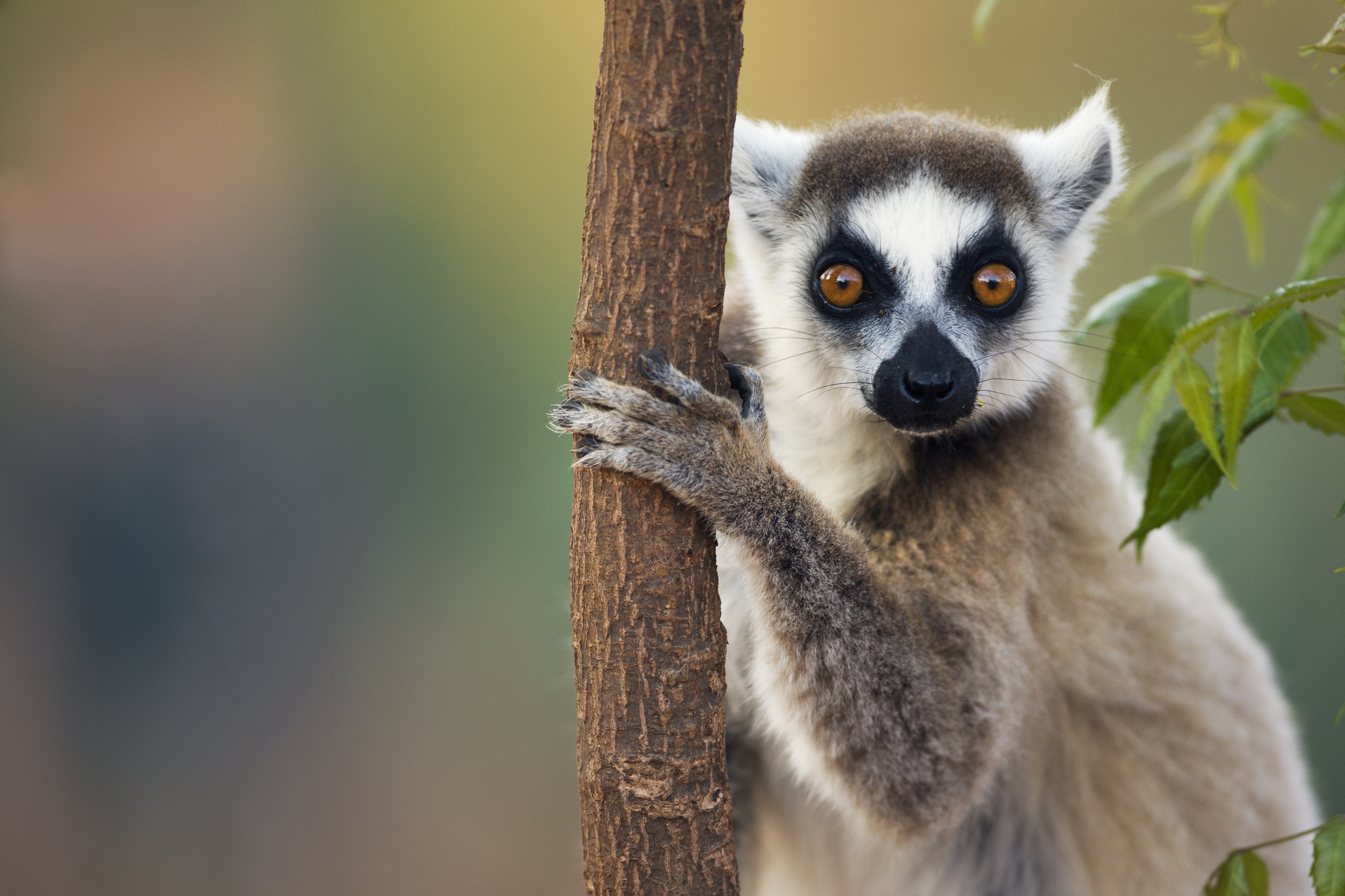 Expedition Madagaskar (Weihnachtsreise): eines der schönsten Geschenke der Evolution