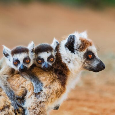Expedition Madagaskar und Südafrika: Wildniswunder mal zwei