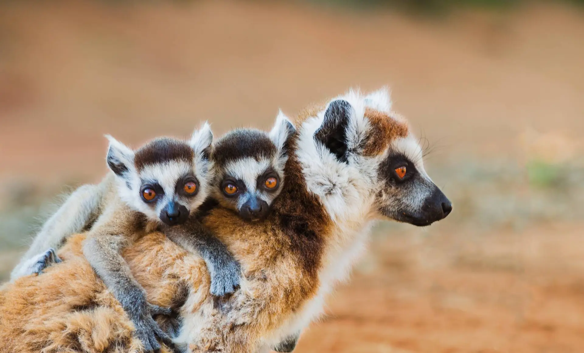 Expedition Madagaskar und Südafrika: Wildniswunder mal zwei