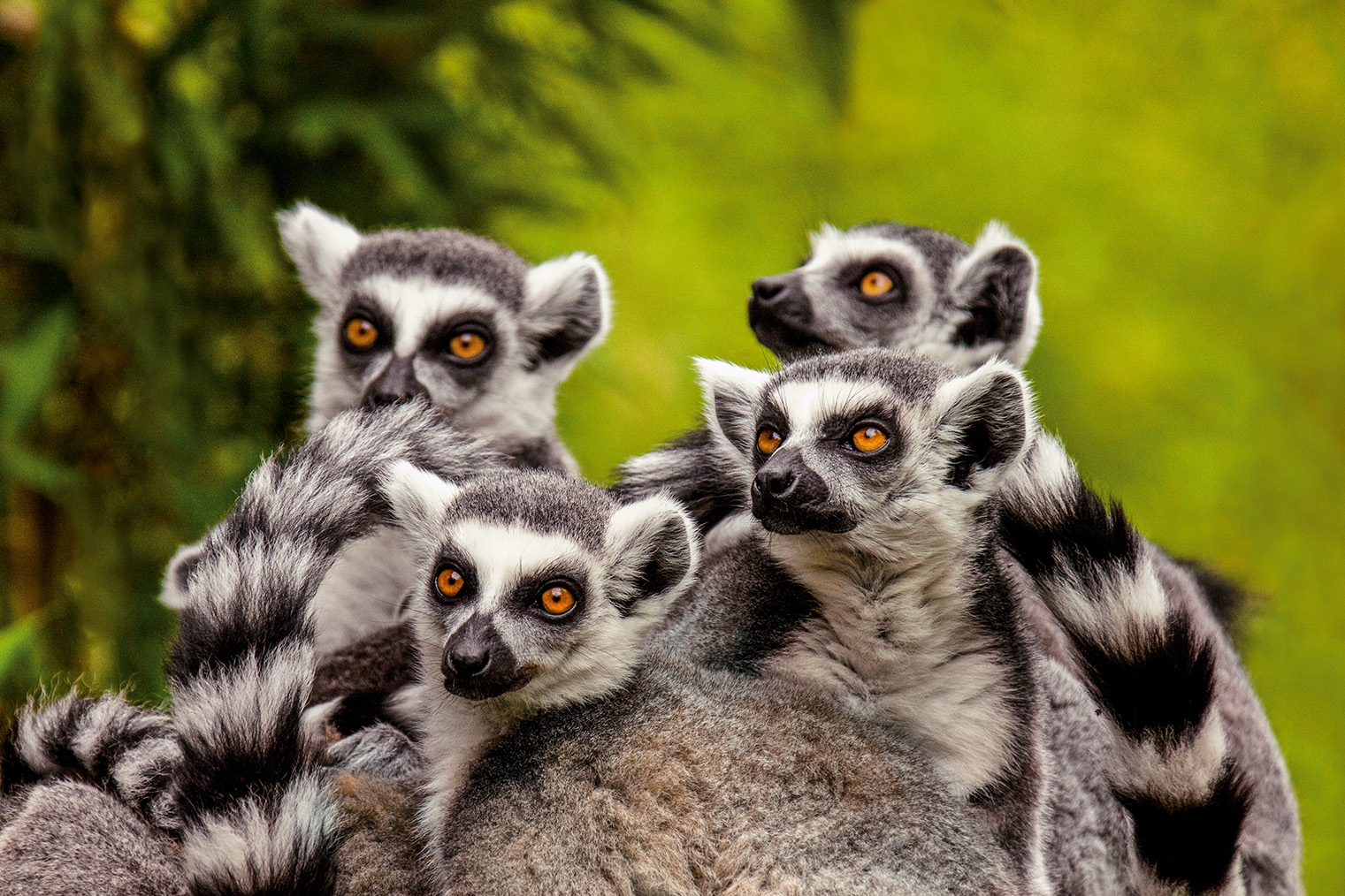 Expedition Madagaskar und Südafrika: Wildniswunder mal zwei
