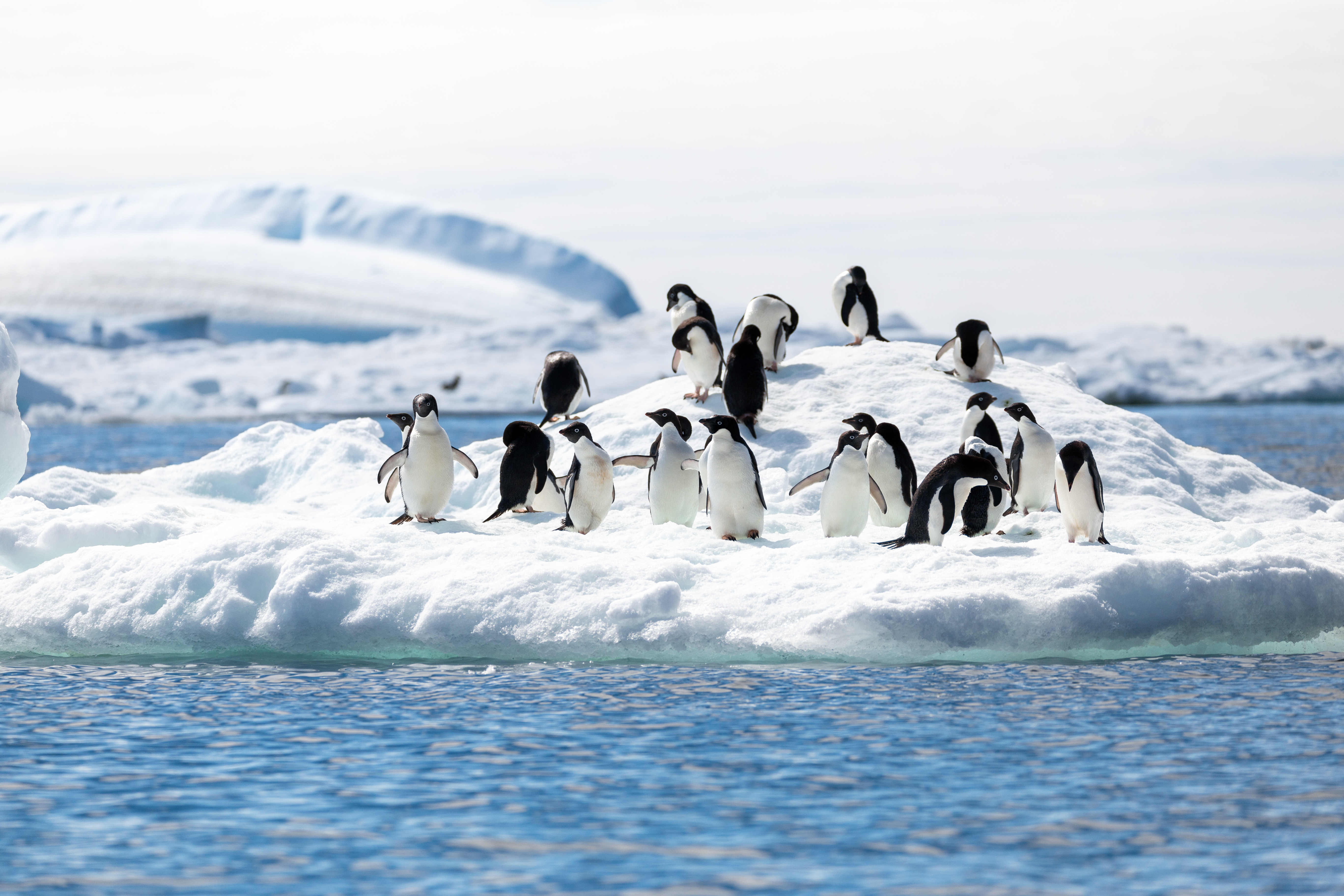 Expedition Antarktis: Höhepunkte intensiv